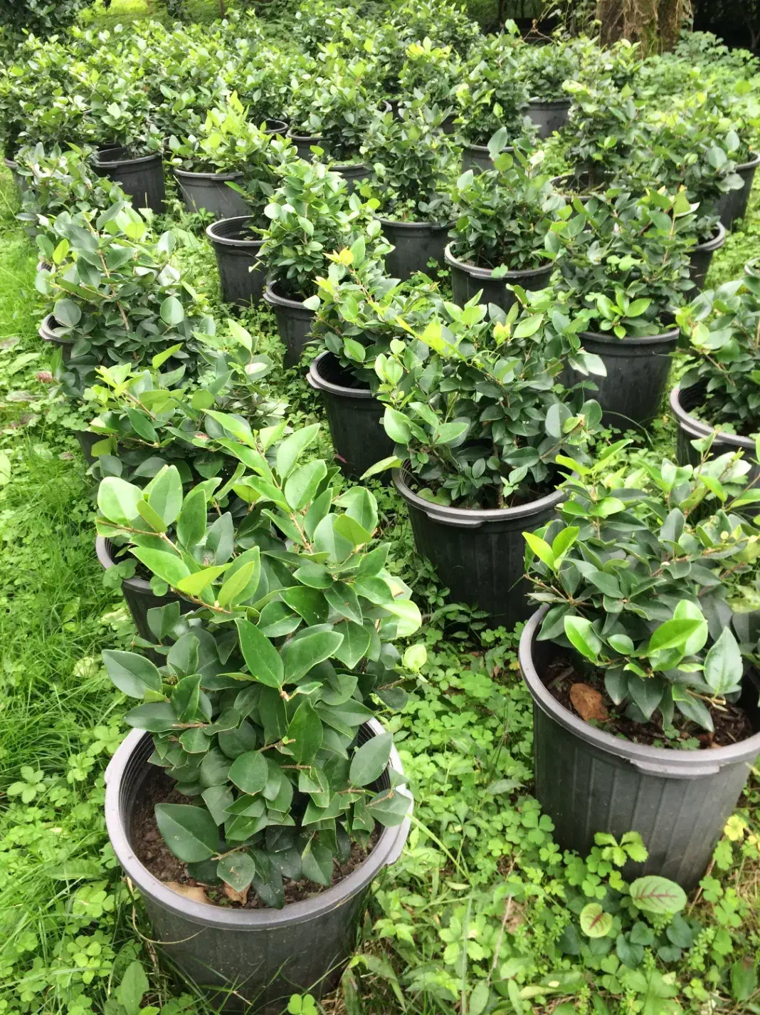 فروش یاس کاملیا ناندانیا شمشاد لاوسون و....|خدمات باغبانی و درختکاری|کلاچای, |دیوار