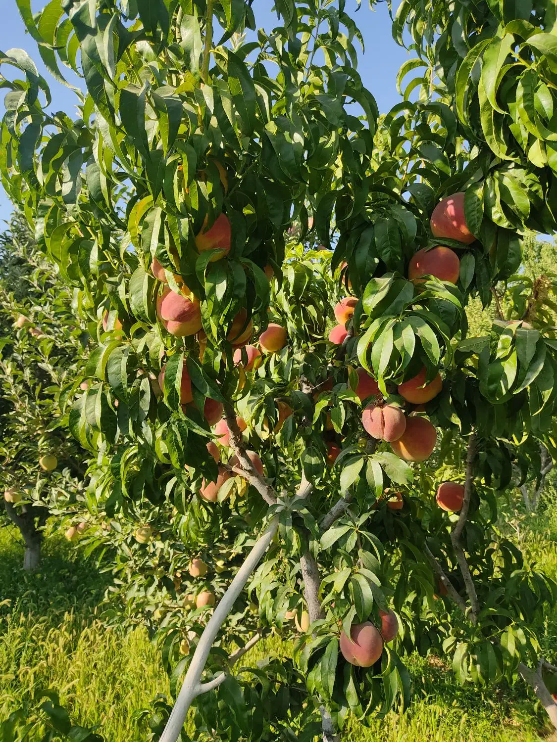 باغ جوان|فروش زمین و ملک کلنگی|انزل, |دیوار