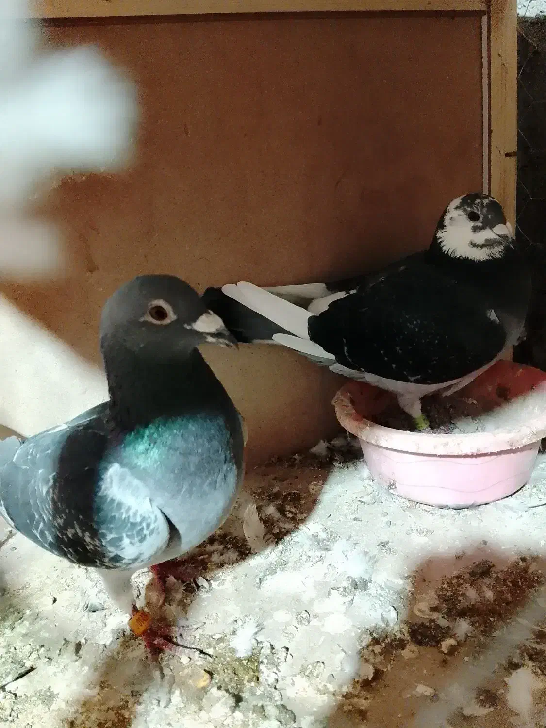 کفتر|پرنده|علی‌آباد کتول, |دیوار