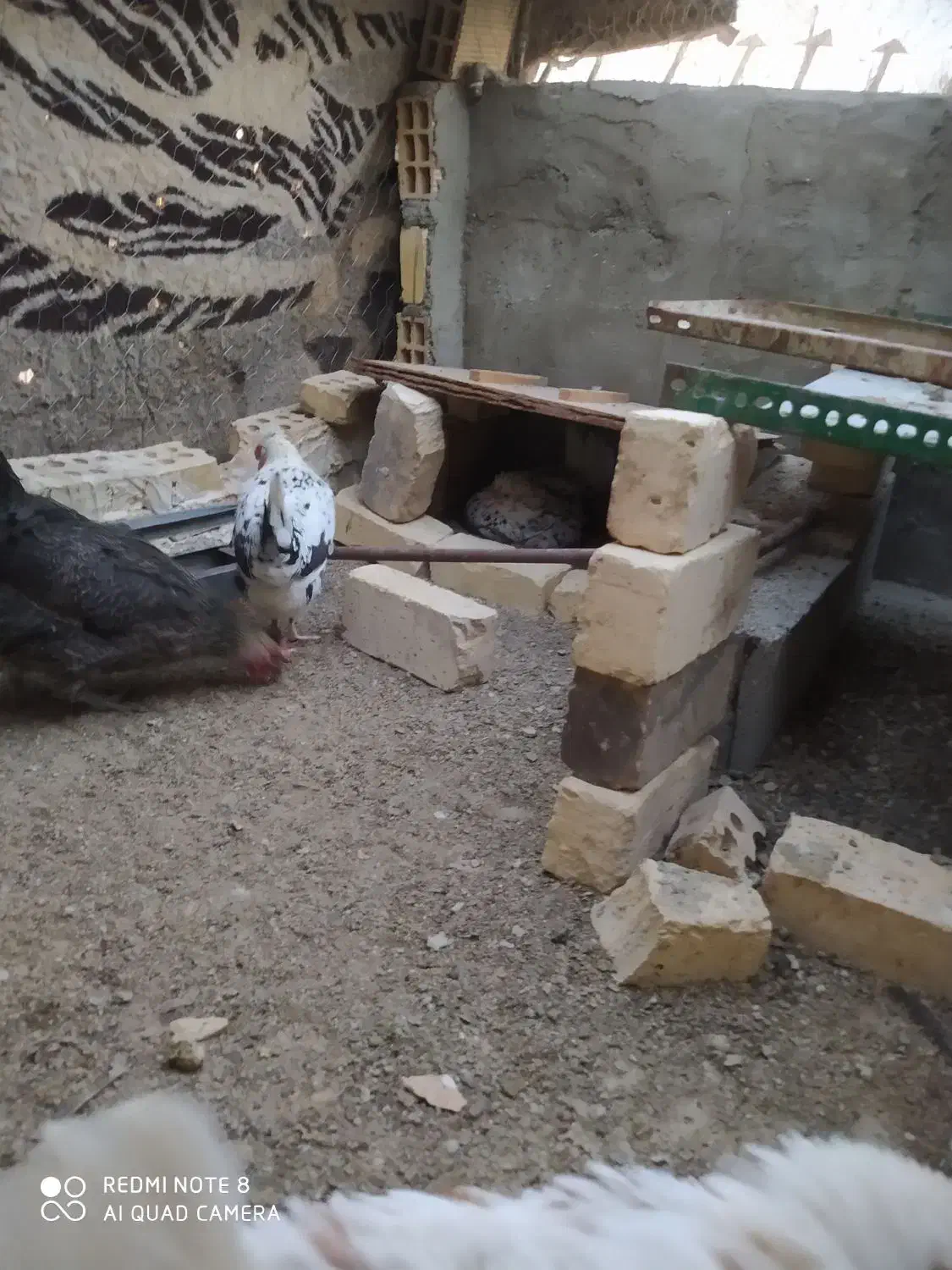 دوتک|حیوانات مزرعه|خمینیشهر, |دیوار