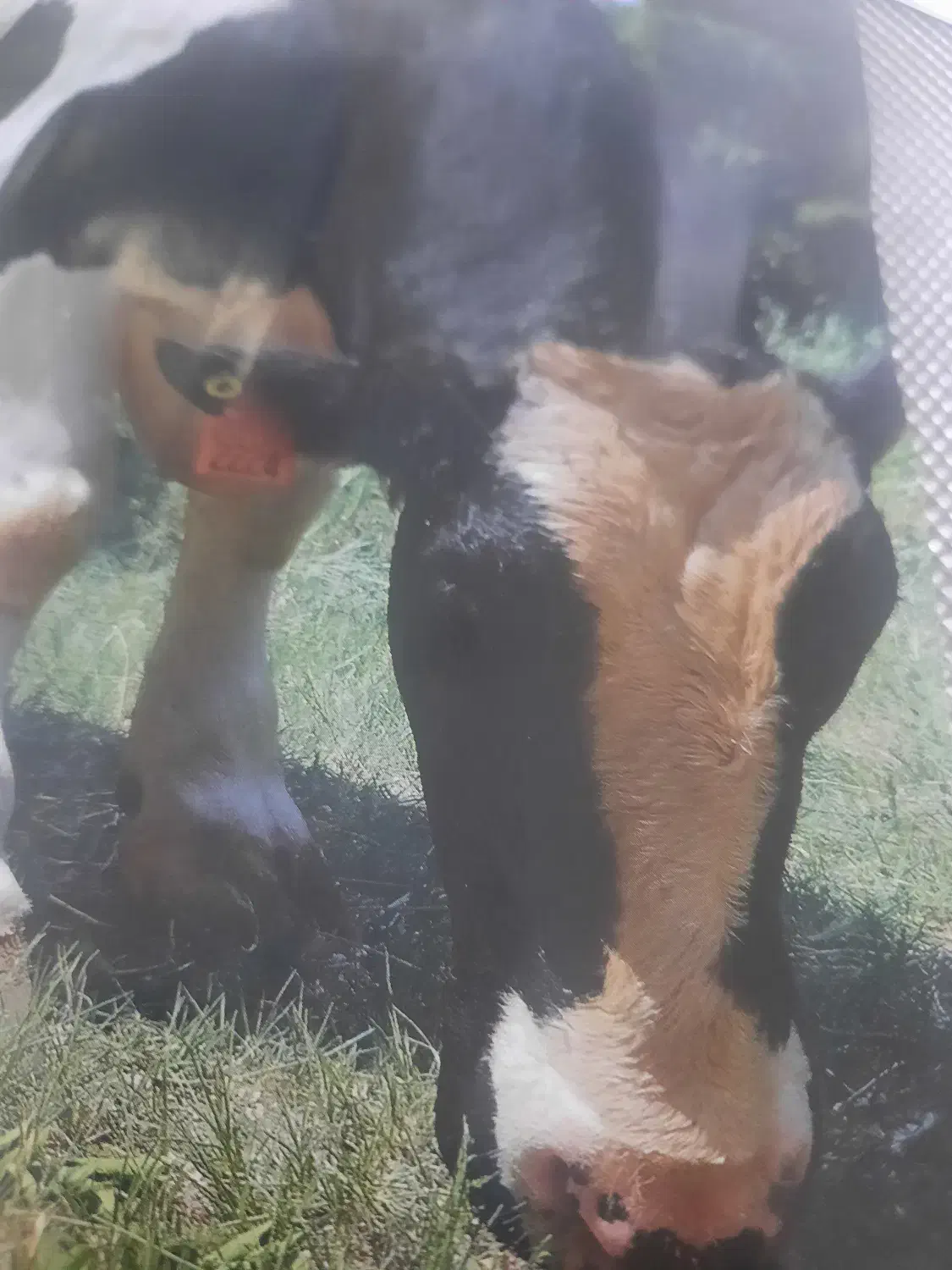 نیازمند کار در شیردوشی|استخدام صنعتی، فنی، مهندسی|بیجار, |دیوار