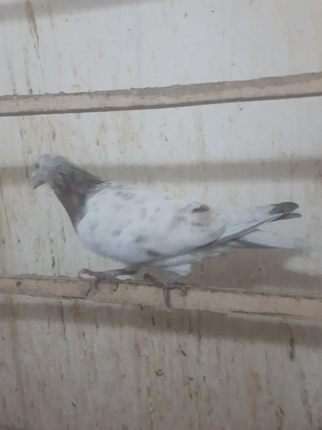 پرنده|پرنده|قزوین, |دیوار