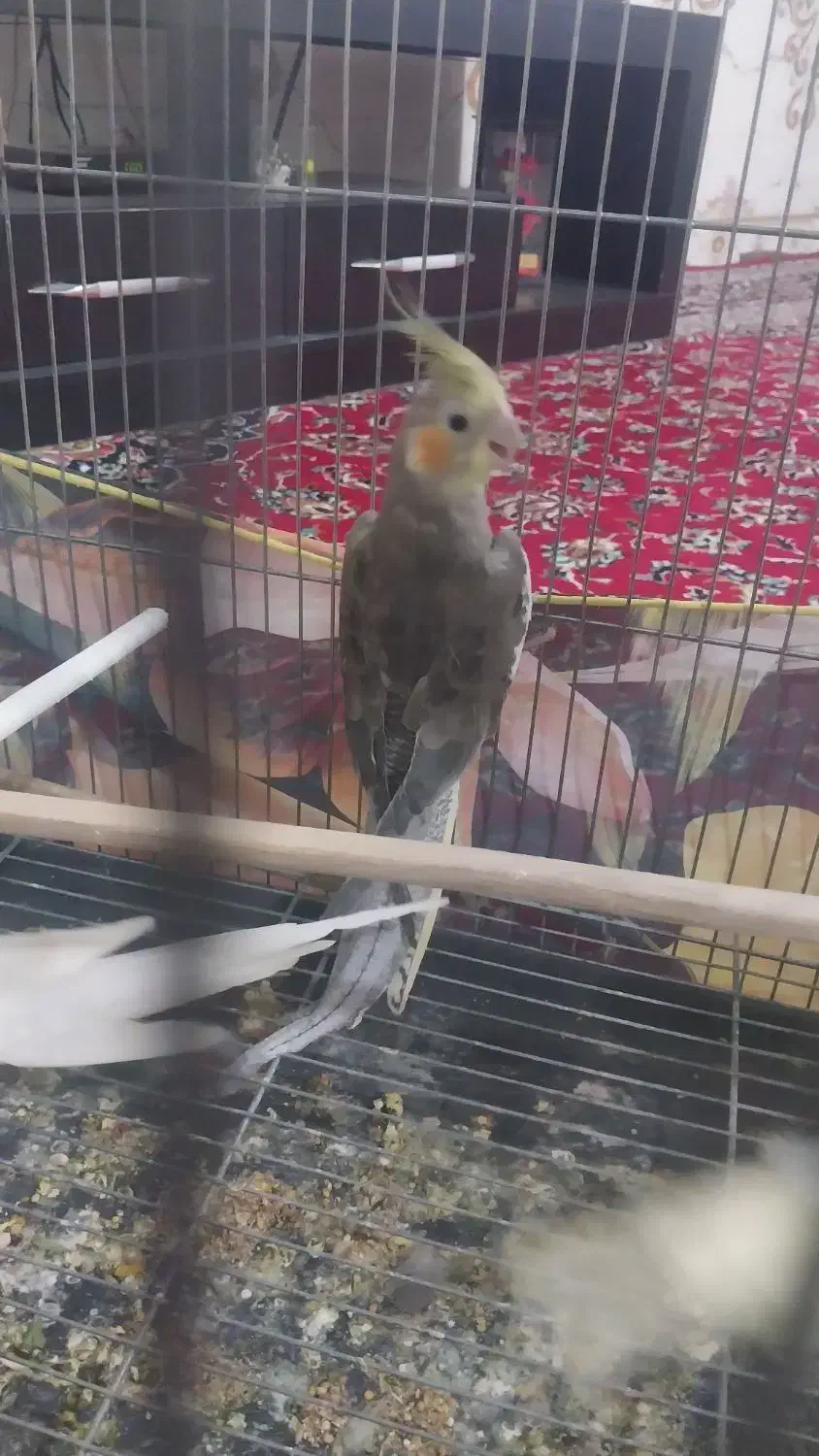 عروس هلندی نر|پرنده|هامون, |دیوار