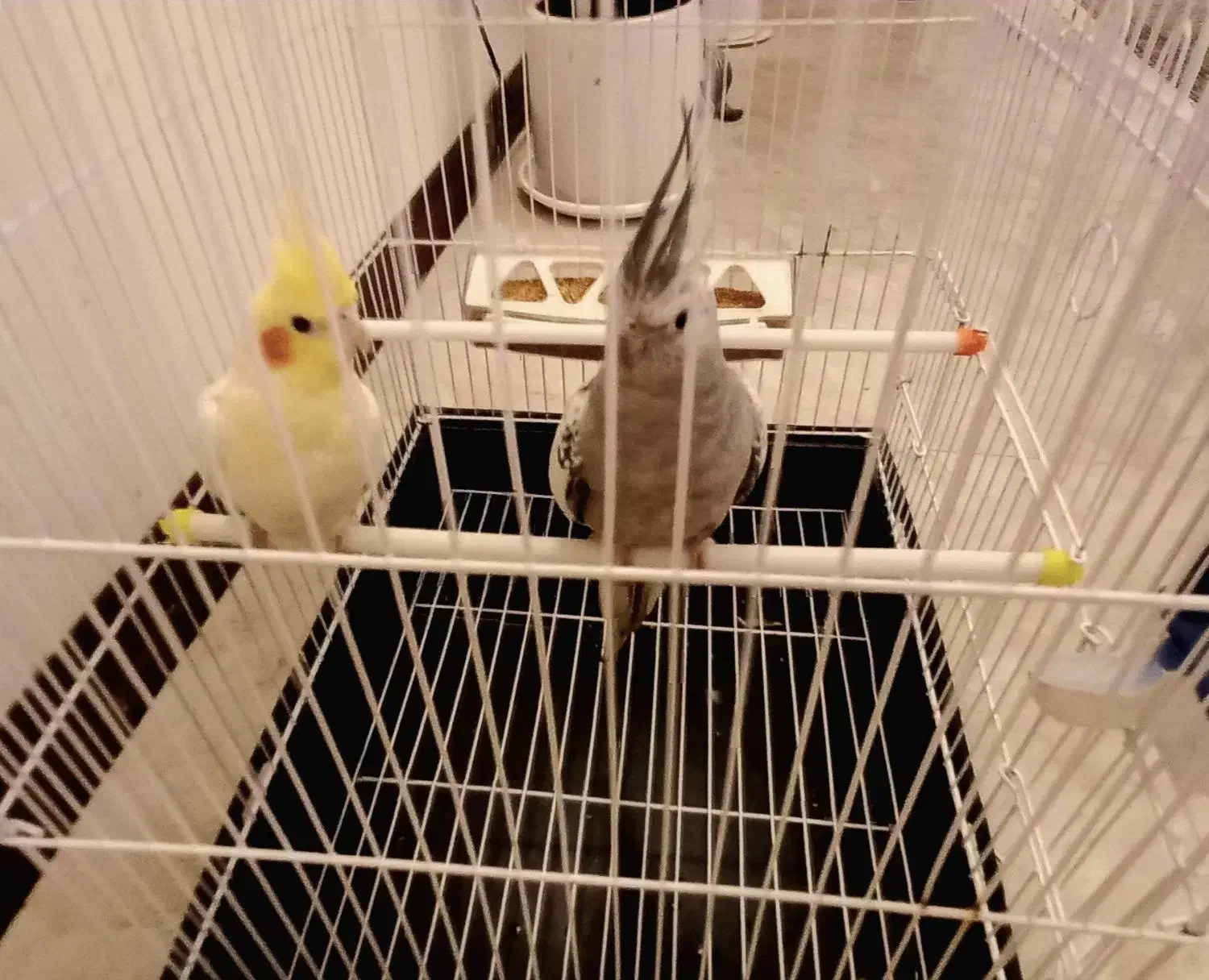 جفت عروس هلندی|پرنده|اسلامشهر, شهرک واوان|دیوار