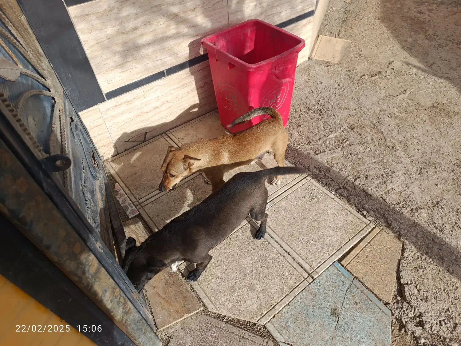 سگ پاکوتاه|سگ|عطاملک, |دیوار