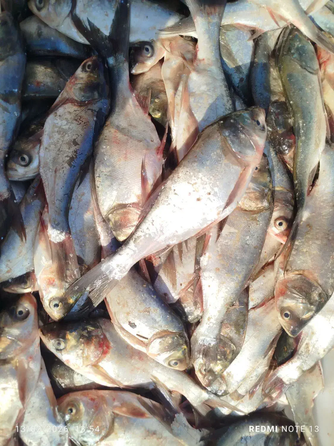 ماهی تازه|خوردنی و آشامیدنی|مشهد, کارمندان دوم|دیوار