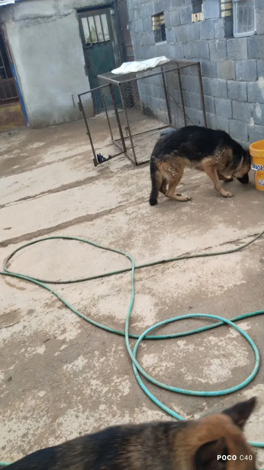 واگذاری دوعدد سگ ژرمن|سگ|لنجان, |دیوار