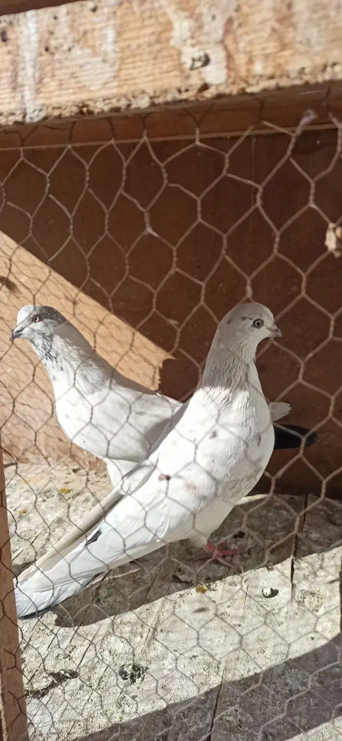 یه جفت حیوون عالی|پرنده|پاکدشت, پاکدشت (مامازند)|دیوار