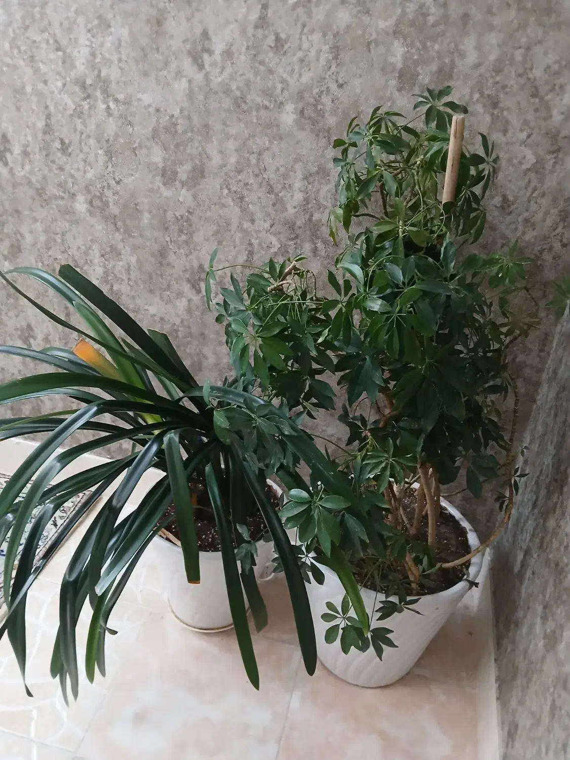 گلدان و گل طبیعی|گل و گیاه طبیعی|ملایر, |دیوار