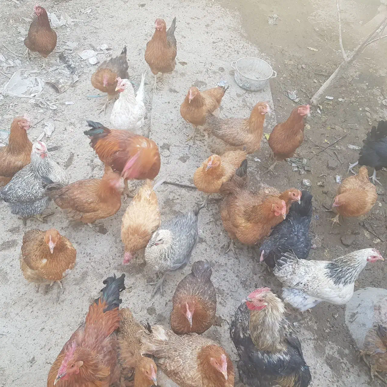 تعدادی مرغ رسمی تخم گذار|حیوانات مزرعه|کهریزک, |دیوار