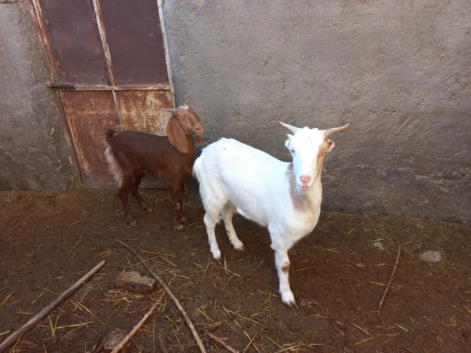 ۲عدد بز|حیوانات مزرعه|گناباد, |دیوار