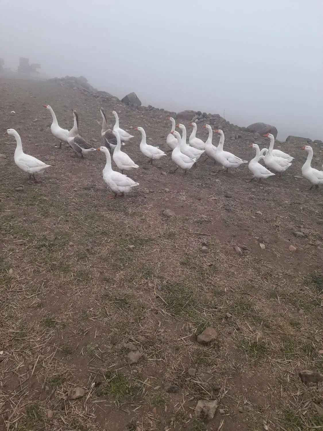 قوغاز|حیوانات مزرعه|گرمی, |دیوار