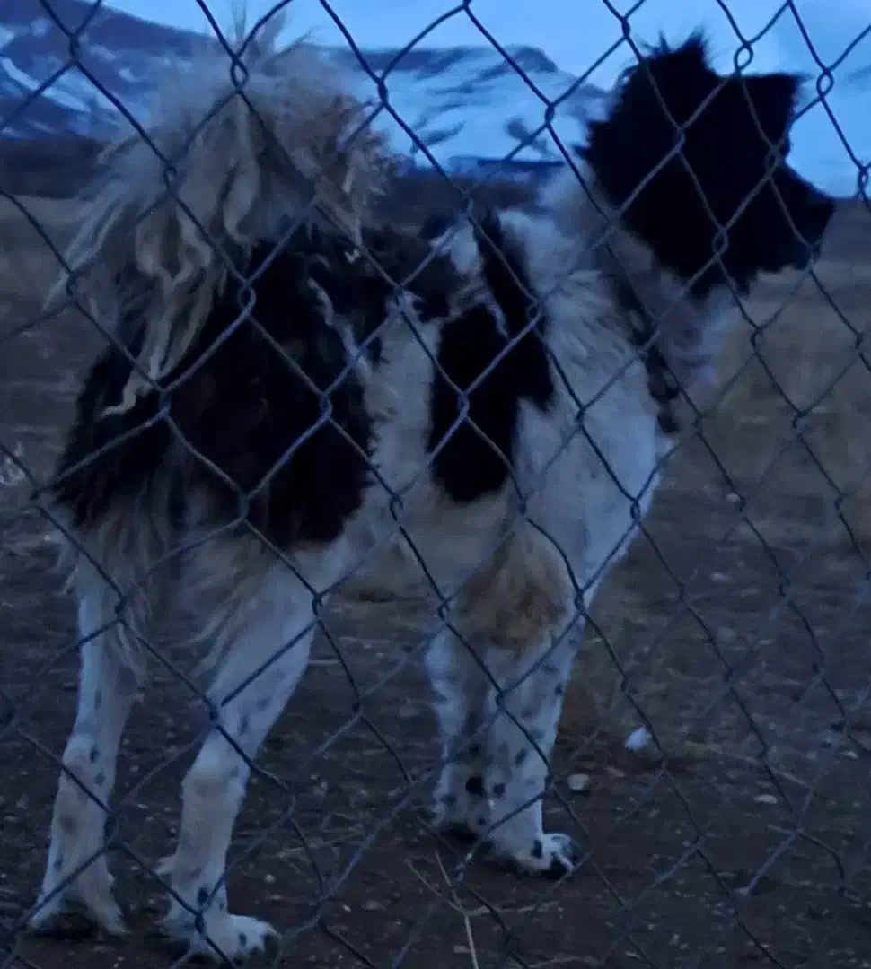 واگزاری سگ قهدریجان|سگ|رودشت (اصفهان), |دیوار