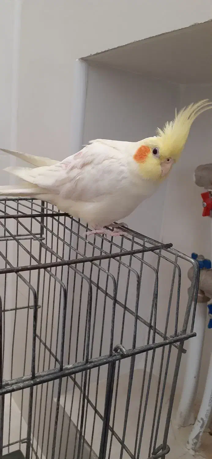 عروس هلندی|پرنده|شیراز, جوادیه|دیوار