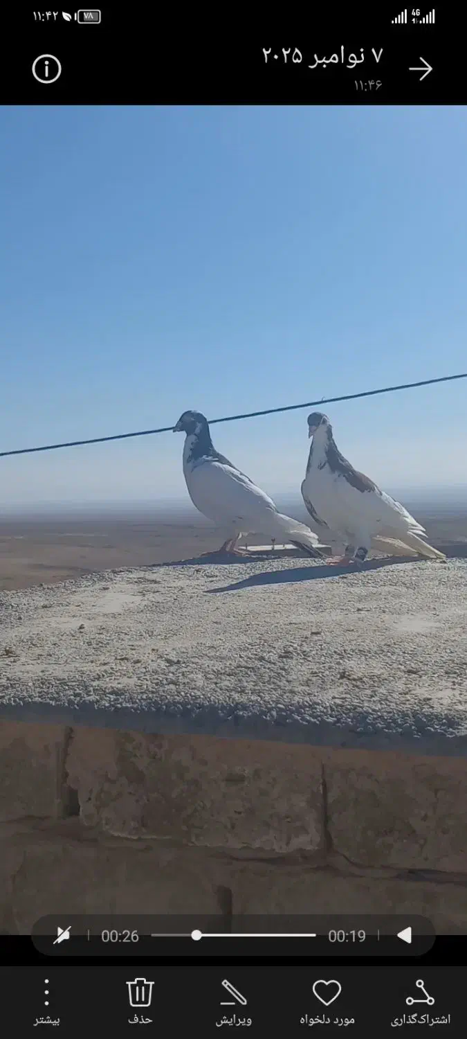 کفتر یا کبوتر|پرنده|سبزوار, رباط|دیوار