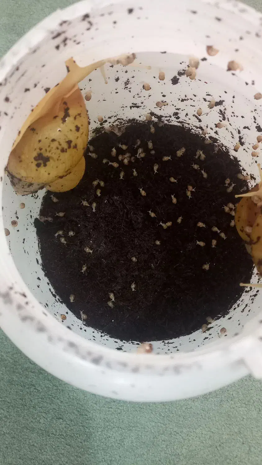 بچه حلزون البینو|خزنده|قم, یزدانشهر|دیوار