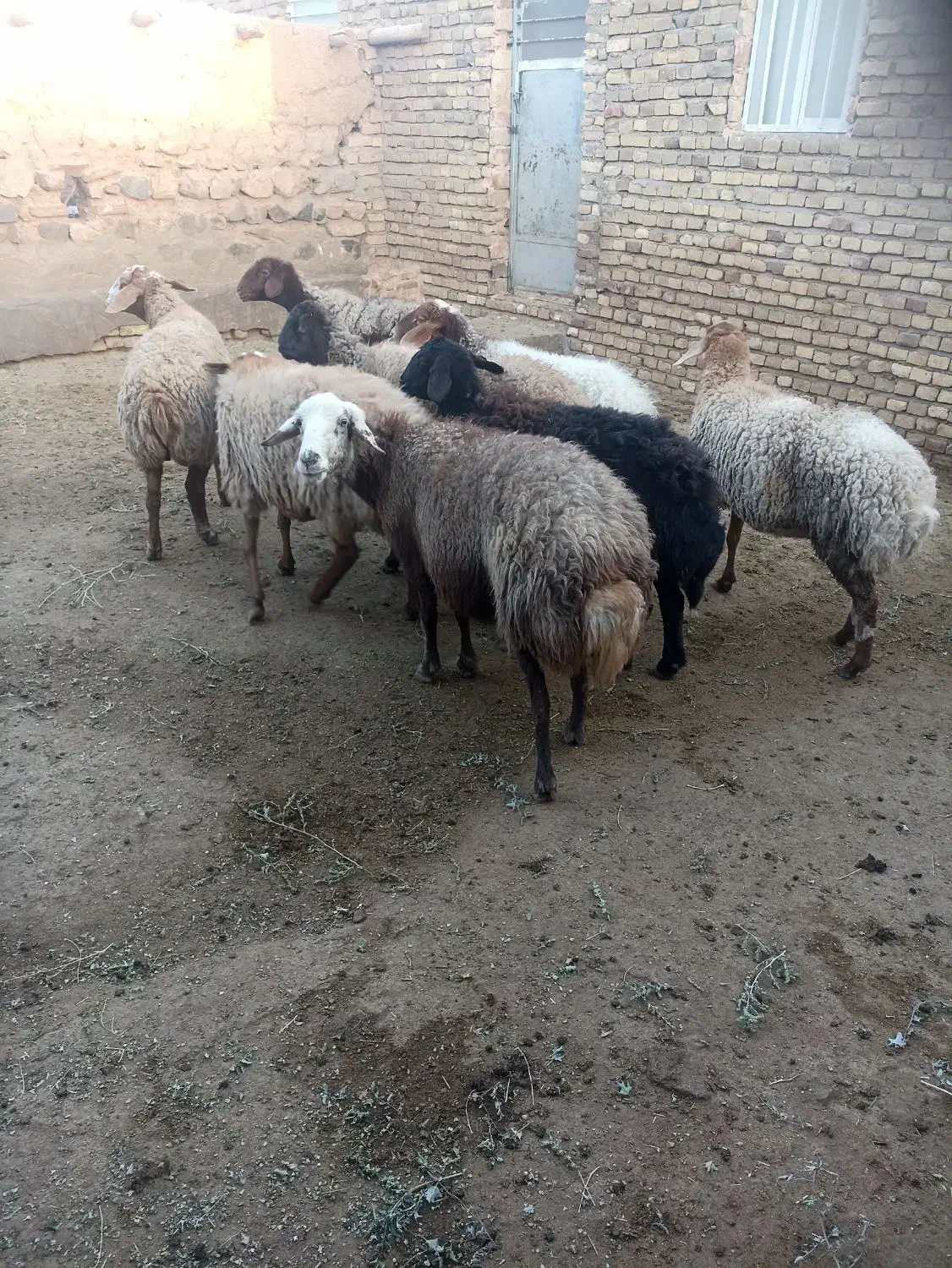 میش گله|حیوانات مزرعه|سبزوار, قصبه شرقی|دیوار