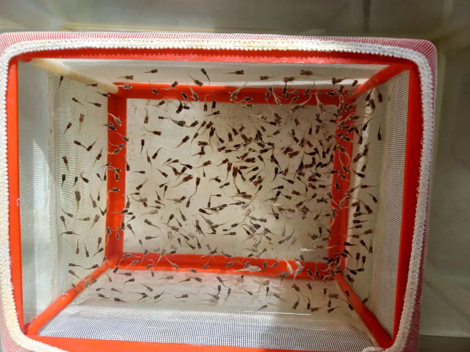 ماهی گوپی|ماهی|محمدیه-قزوین, |دیوار