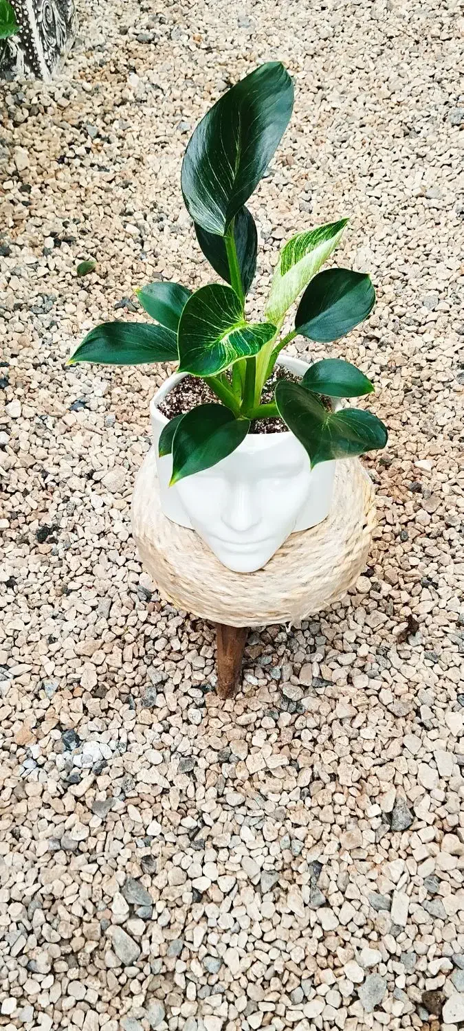 تخفیف ویژه روز مادر|گل و گیاه طبیعی|شاهینشهر, شهرک ردانی پور|دیوار