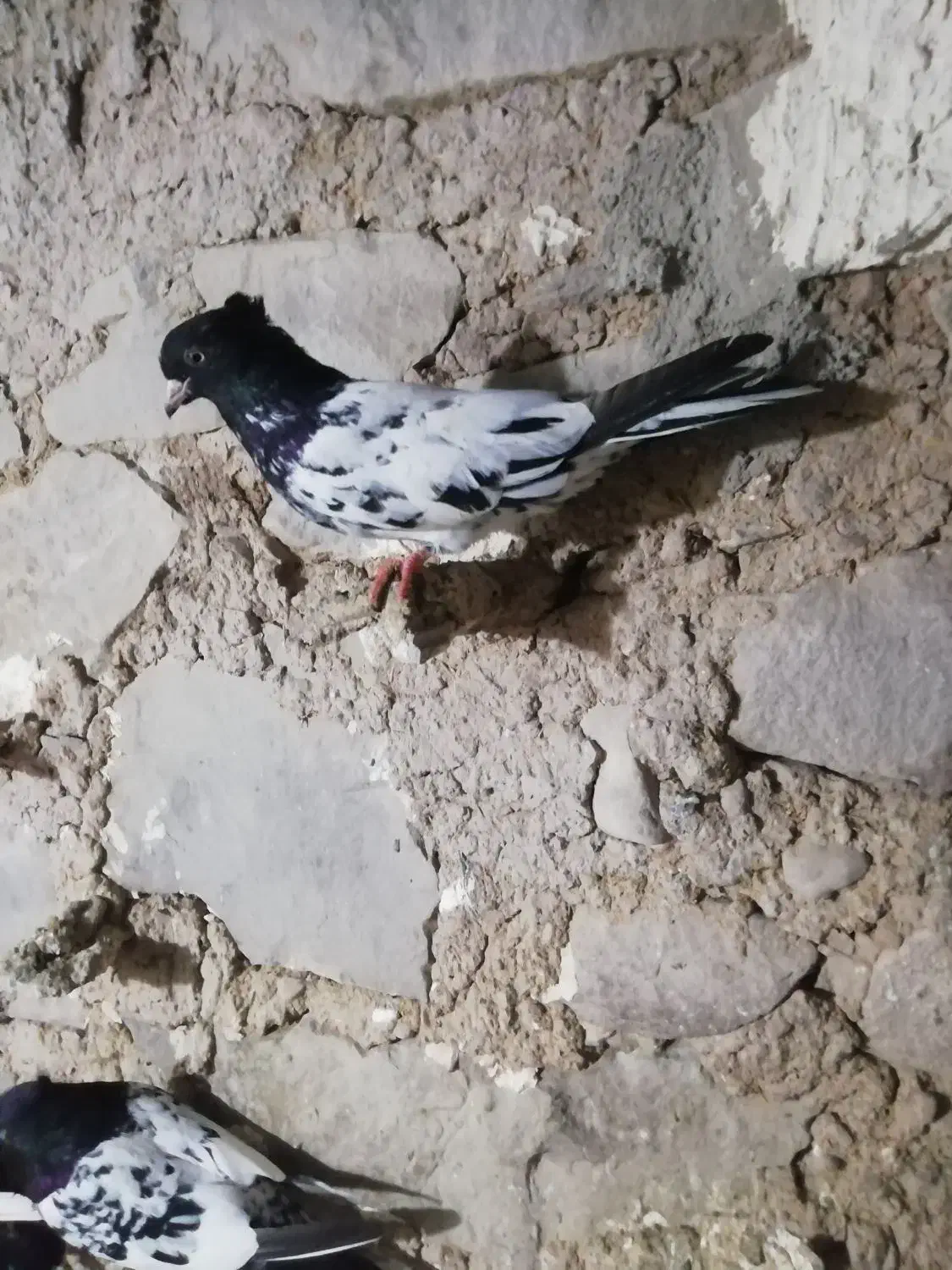 فروشی|پرنده|مسجد سلیمان, |دیوار