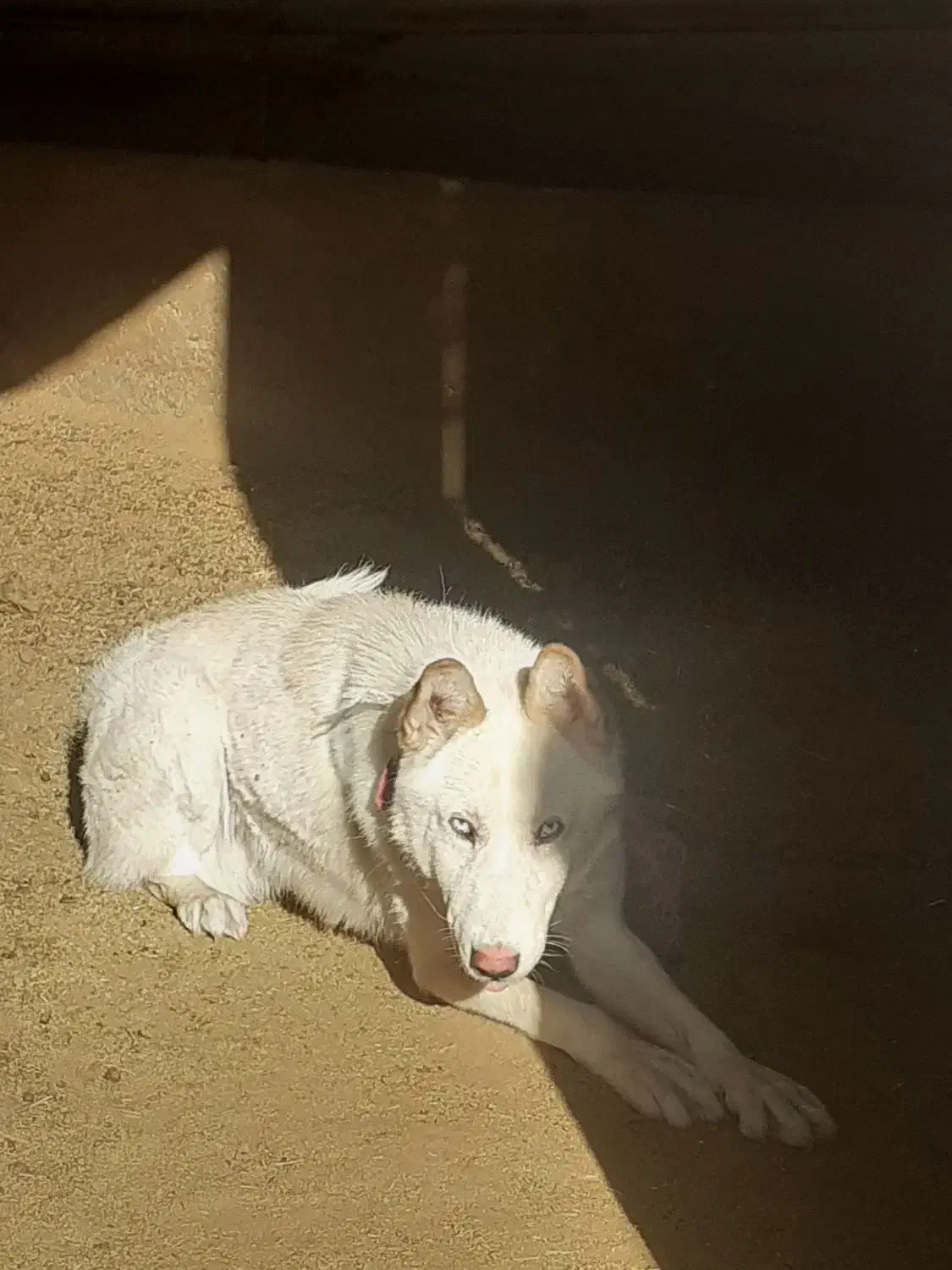 هاسکی سفید نر|سگ|رودهن, |دیوار