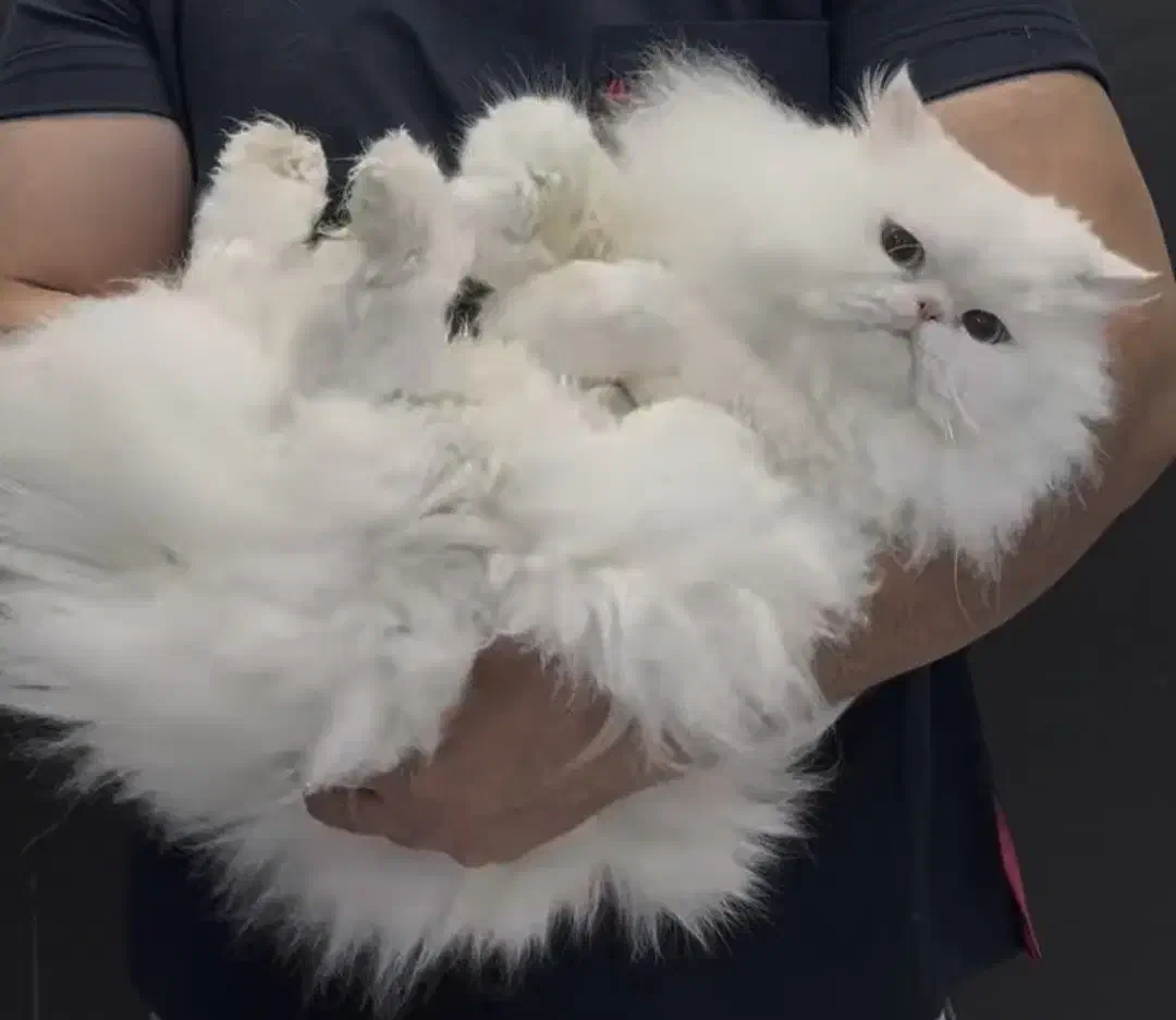 گربه پرشین اسکاتیش|گربه|تهران, دبستان|دیوار