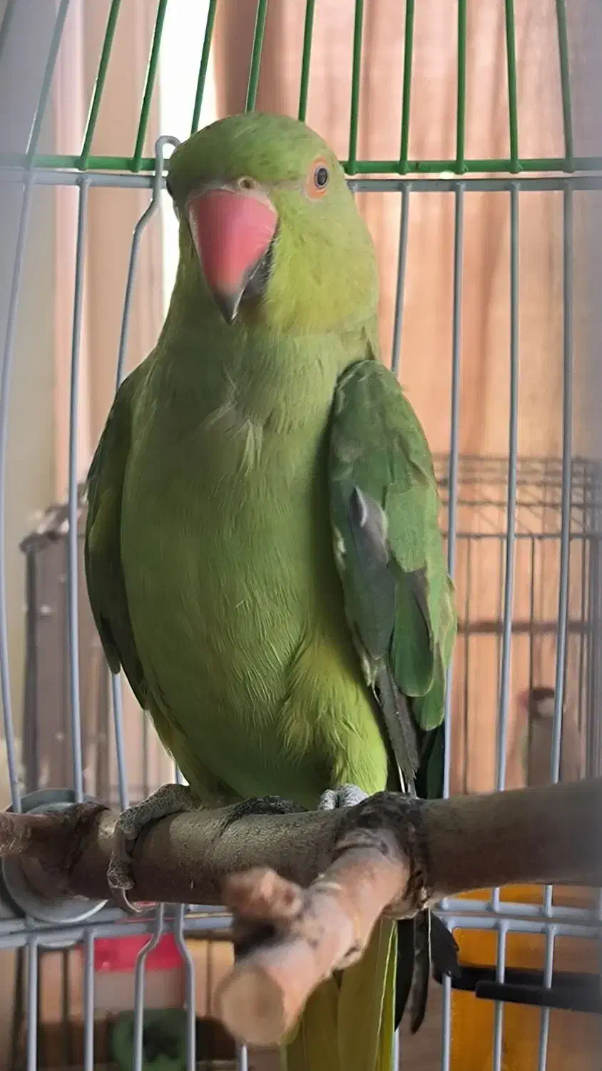 طوطی ملنگو ماده آماده (فروش و معاوضه)|پرنده|تهران, آرارات|دیوار