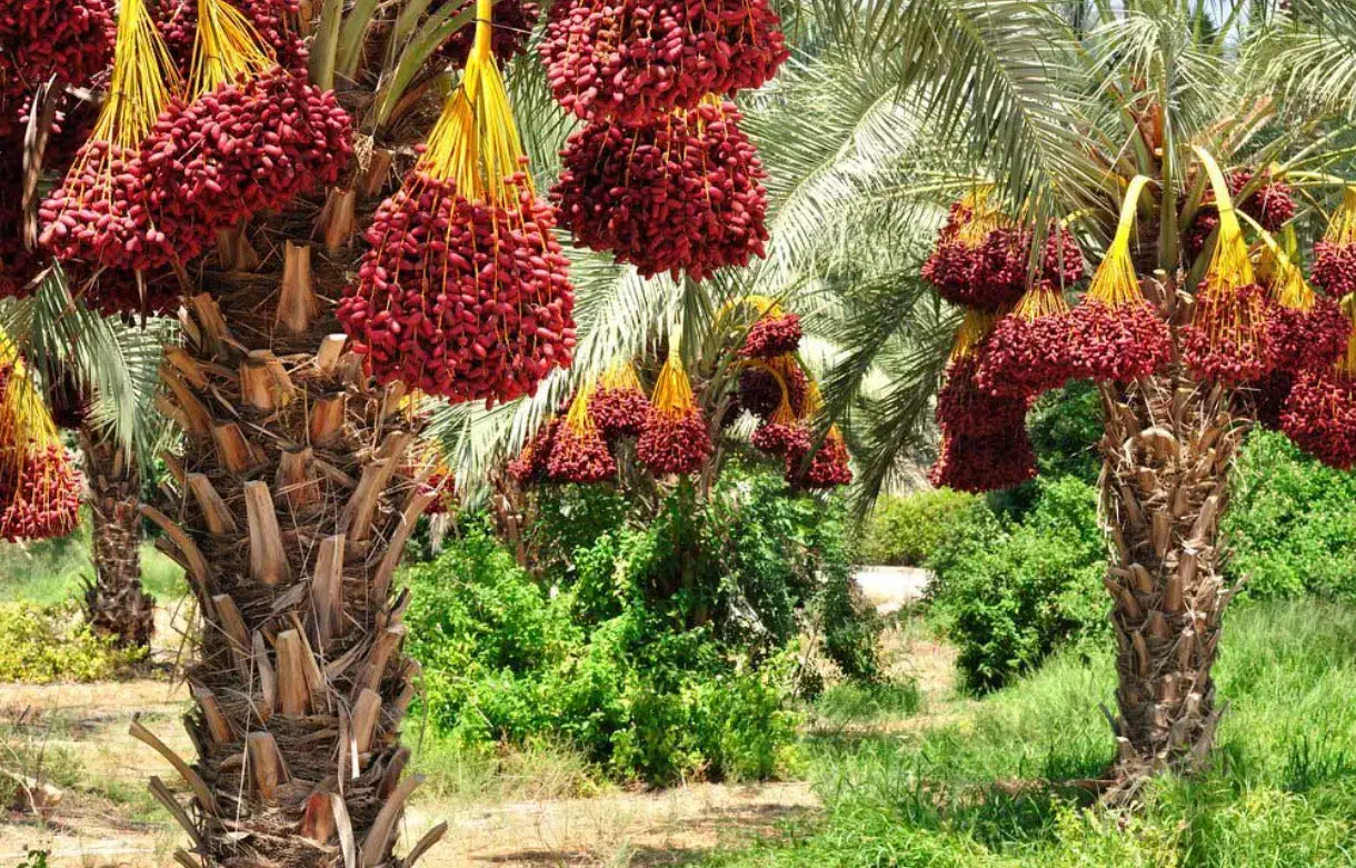 جذب سرمایه، سرمایه گذاری ،مشارکت ،پرسود، نقد|خدمات مالی، حسابداری، بیمه|تهران, میدان میوه و تره‌بار مرکزی|دیوار