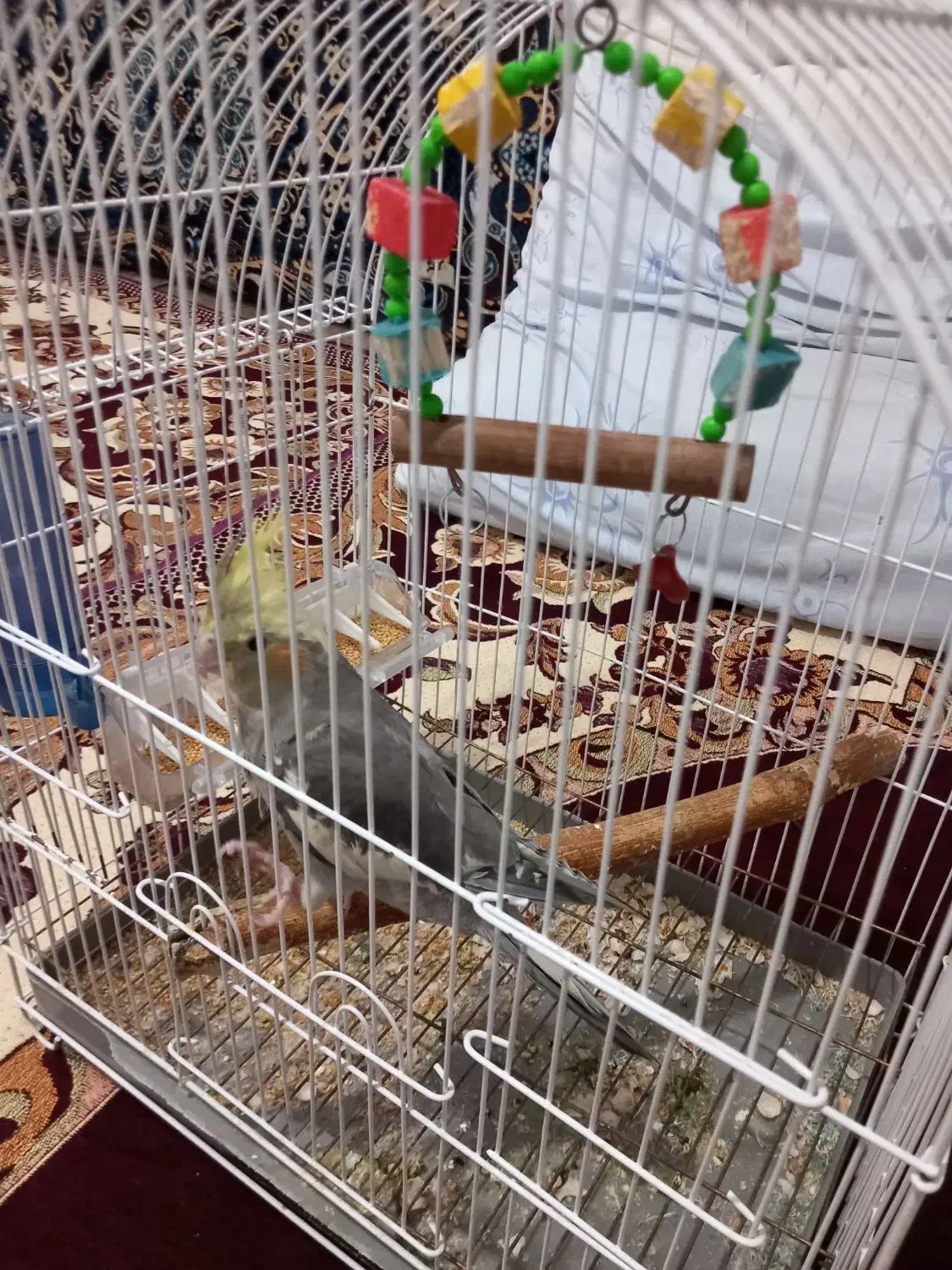 عروس هلندی|پرنده|تبریز, |دیوار