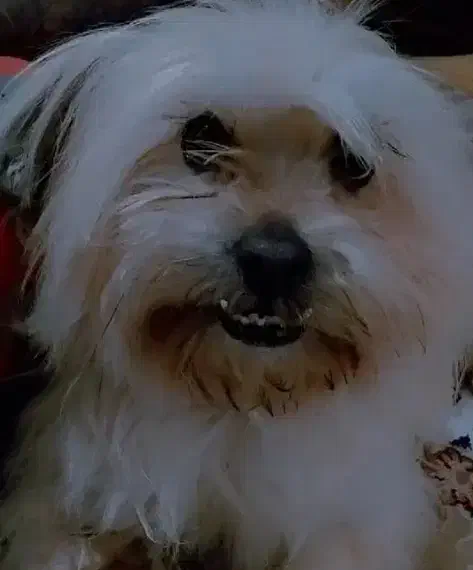 سگ اشپیتز|سگ|مشهد, شهید قربانی|دیوار