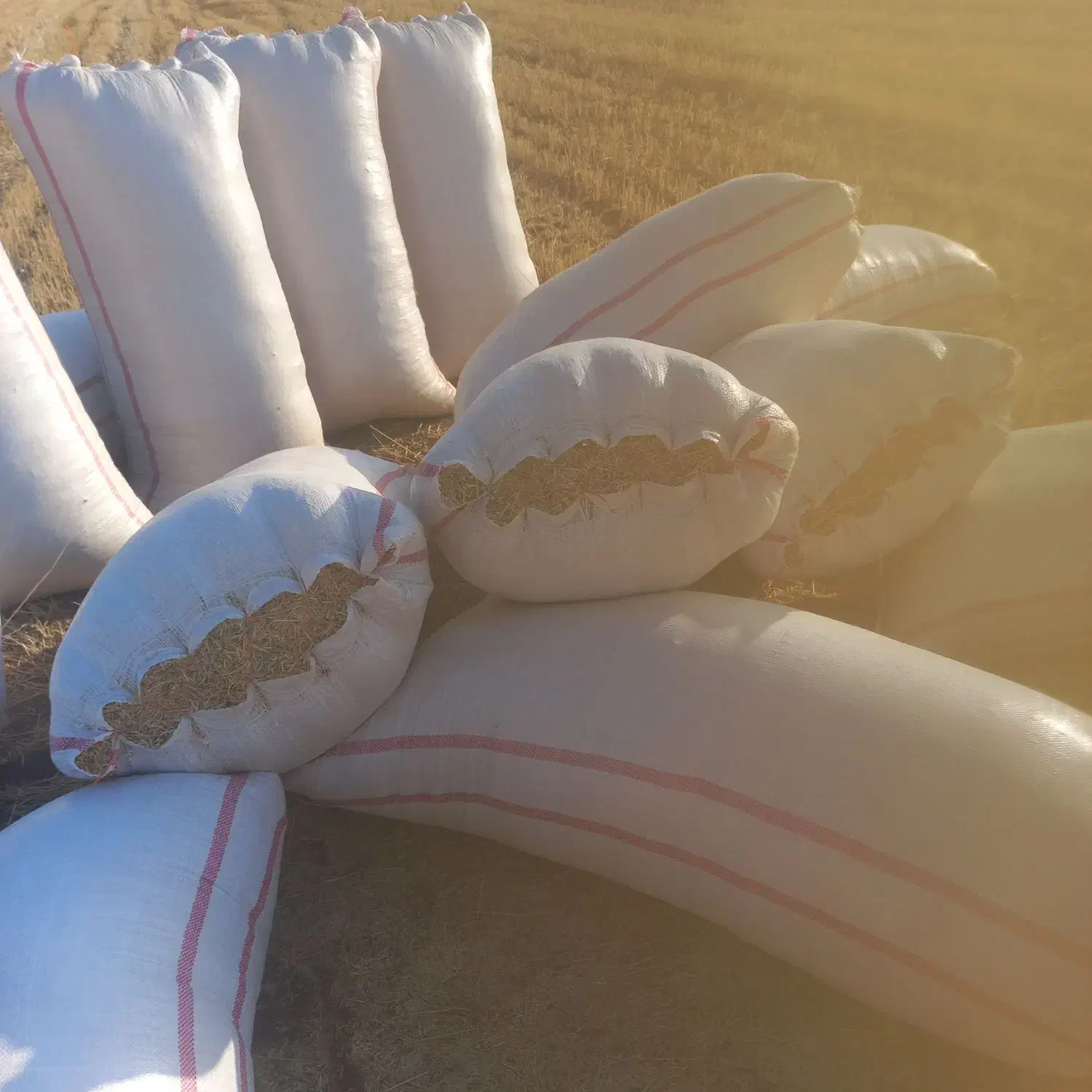 کاه گندم|لوازم جانبی حیوانات|ایلام, |دیوار