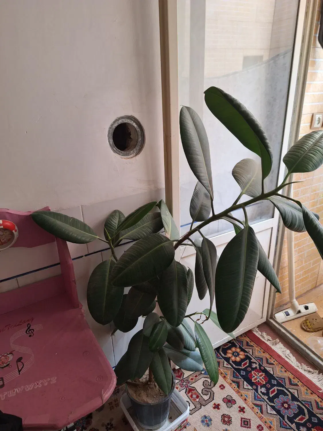 گل فیلی|گل و گیاه طبیعی|اصفهان, ارزنان|دیوار