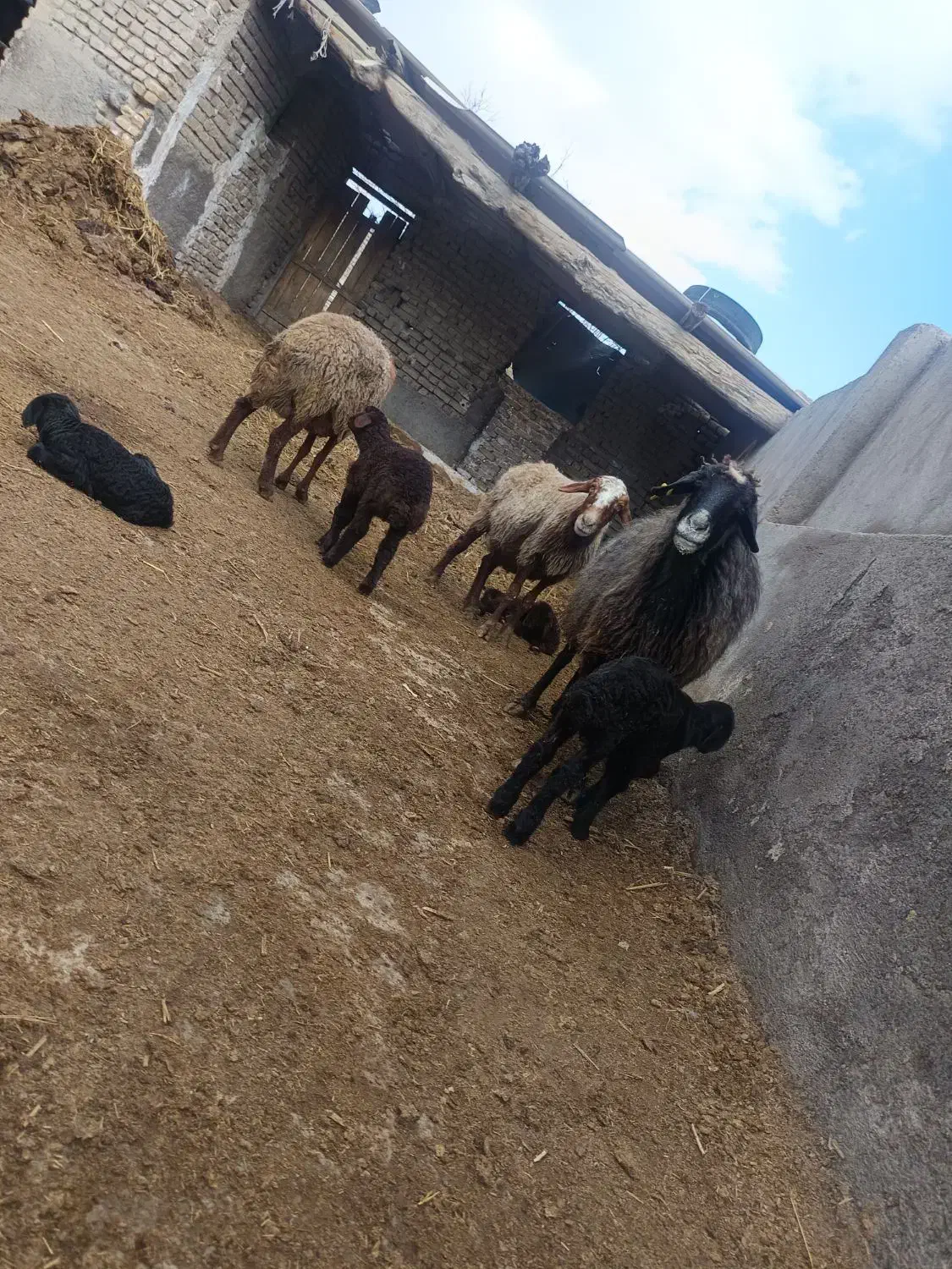 میش بره|حیوانات مزرعه|مشهد, کلاته برفی|دیوار