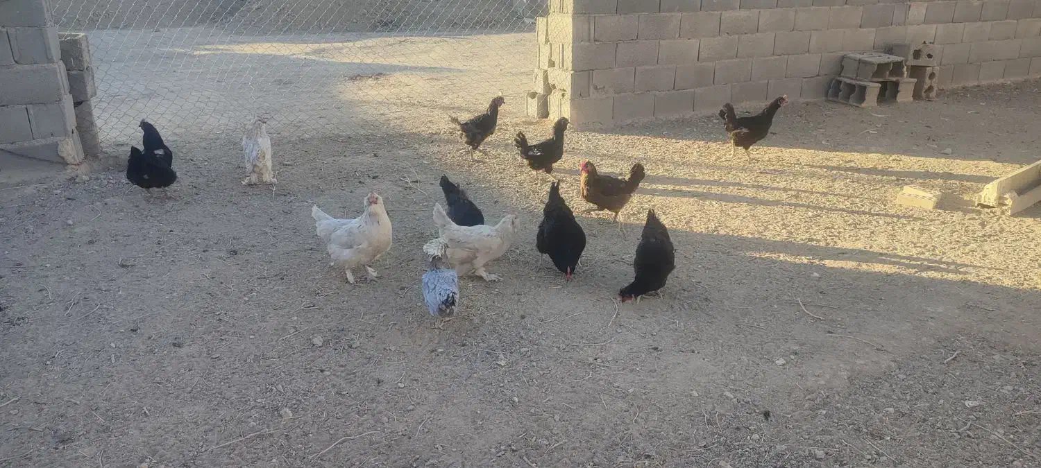 مرغ تخم گذار|حیوانات مزرعه|قهدریجان, |دیوار