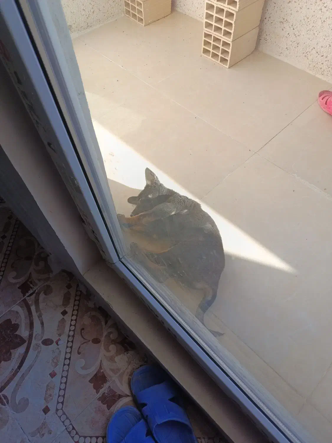 توله سگ ژرمن وورک 4 ماهه نر فی 5 ت م ن|سگ|چهاردانگه (تهران), |دیوار