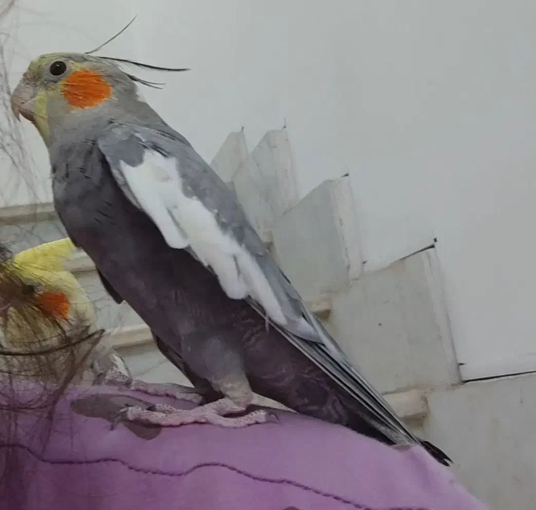 عروس هلندی گمشده|حیوانات|لنگرود, |دیوار