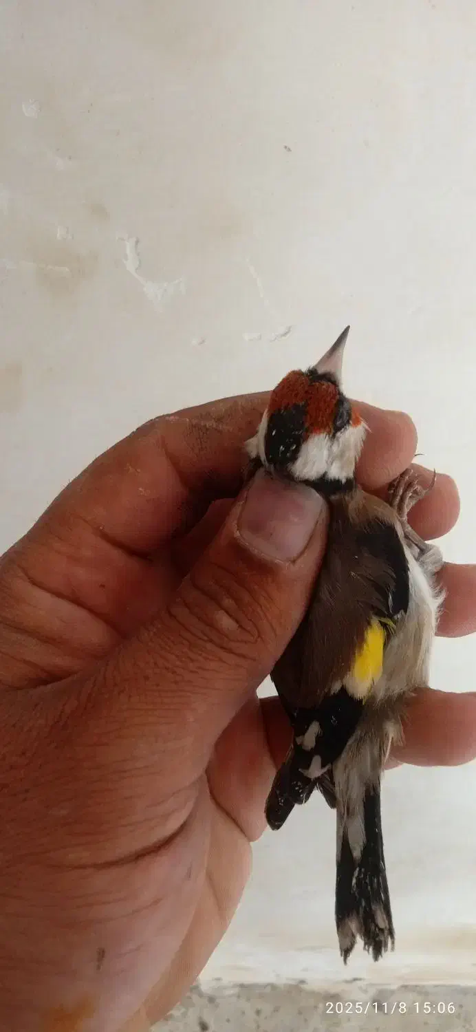 15عدد سره نرپایزه|پرنده|ملایر, |دیوار