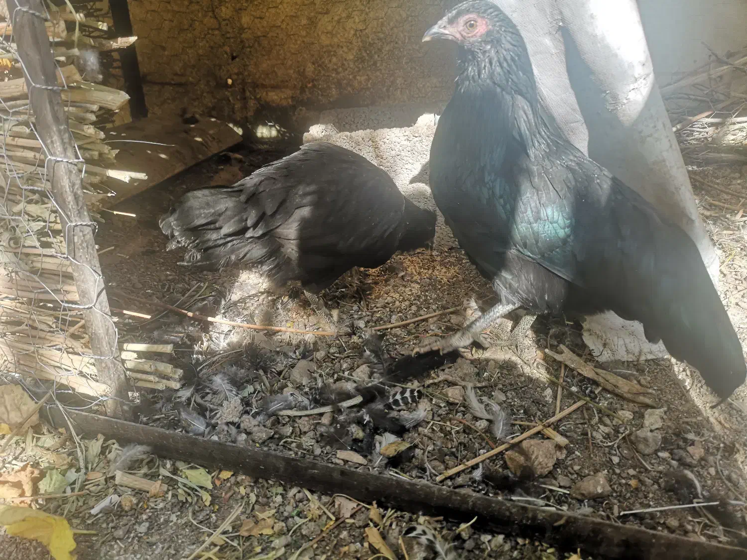 دو تا نیمچه سوماترا و گلین مجانی جهت قربانی، فوری|حیوانات مزرعه|طالقان, |دیوار