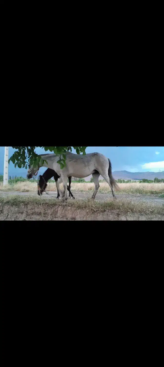 اسب مادیان|اسب و تجهیزات اسب‌سواری|سنندج, |دیوار