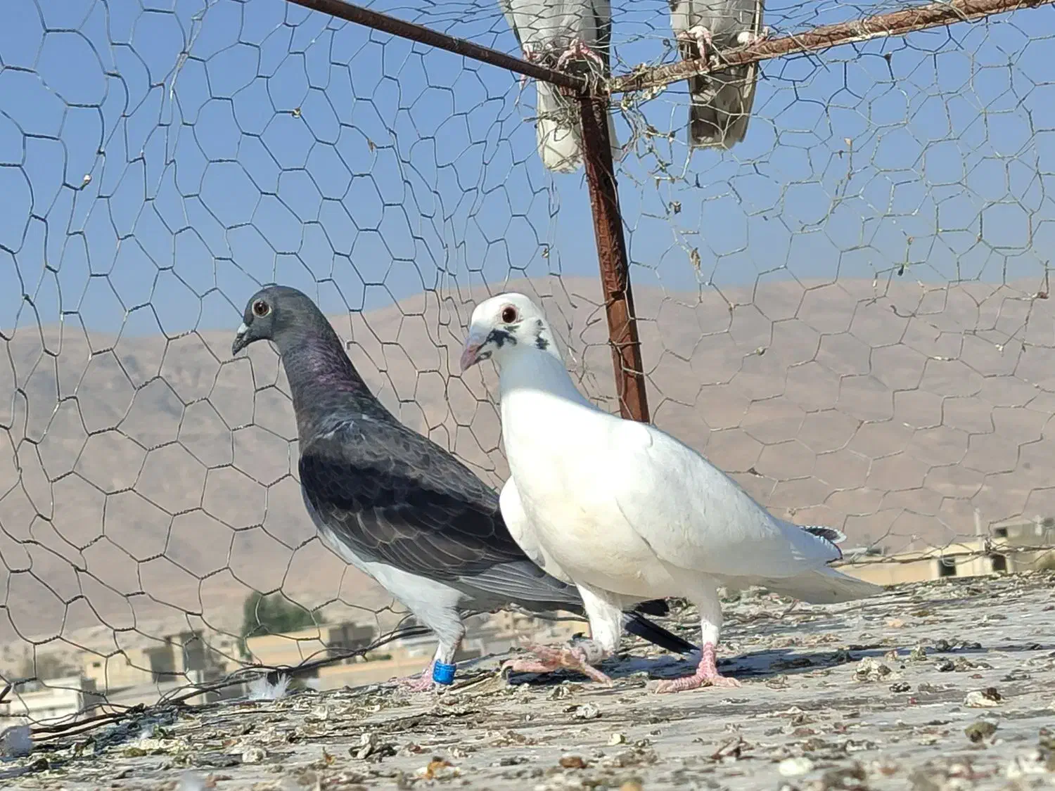 کبوتر کفترگم شده|پرنده|شیراز, محمودآباد|دیوار