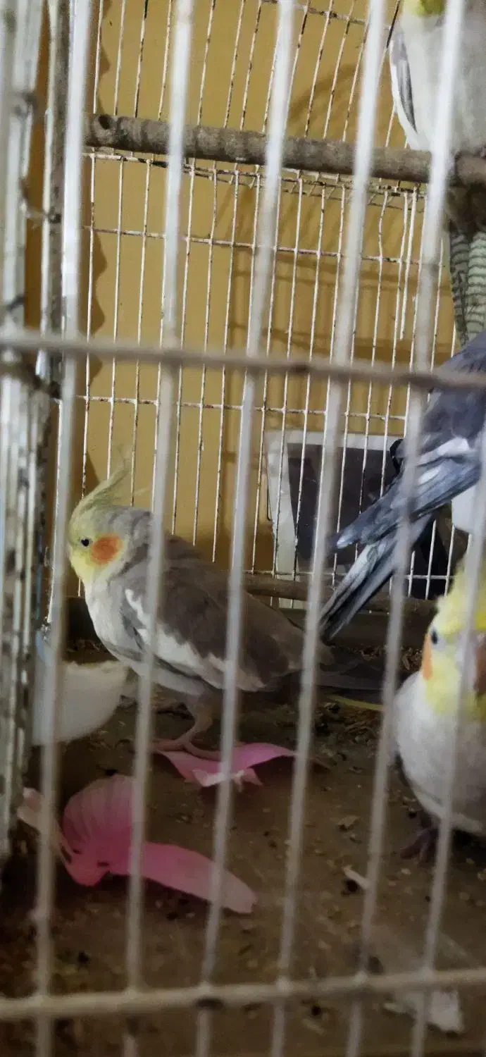 عروس هلندی|پرنده|رودبار, |دیوار