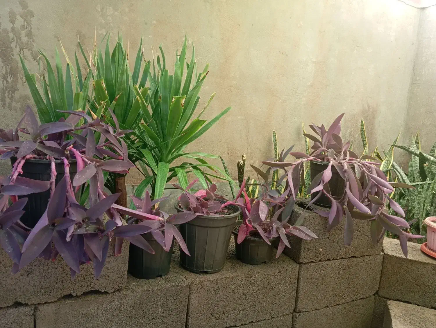 حراجی گل مریم|گل و گیاه طبیعی|سبزوار, توحیدشهر|دیوار