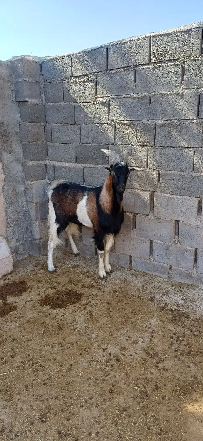 بز الپاین و میش رمانف|حیوانات مزرعه|تفت, |دیوار