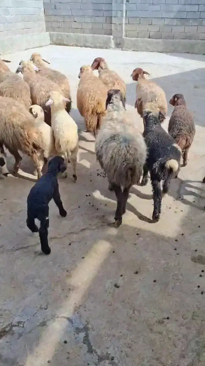 میش و بره|حیوانات مزرعه|کرمانشاه, |دیوار