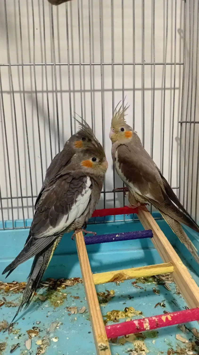 عروس هلندی ۷۰۰ تومان|پرنده|فردیس, فردیس|دیوار