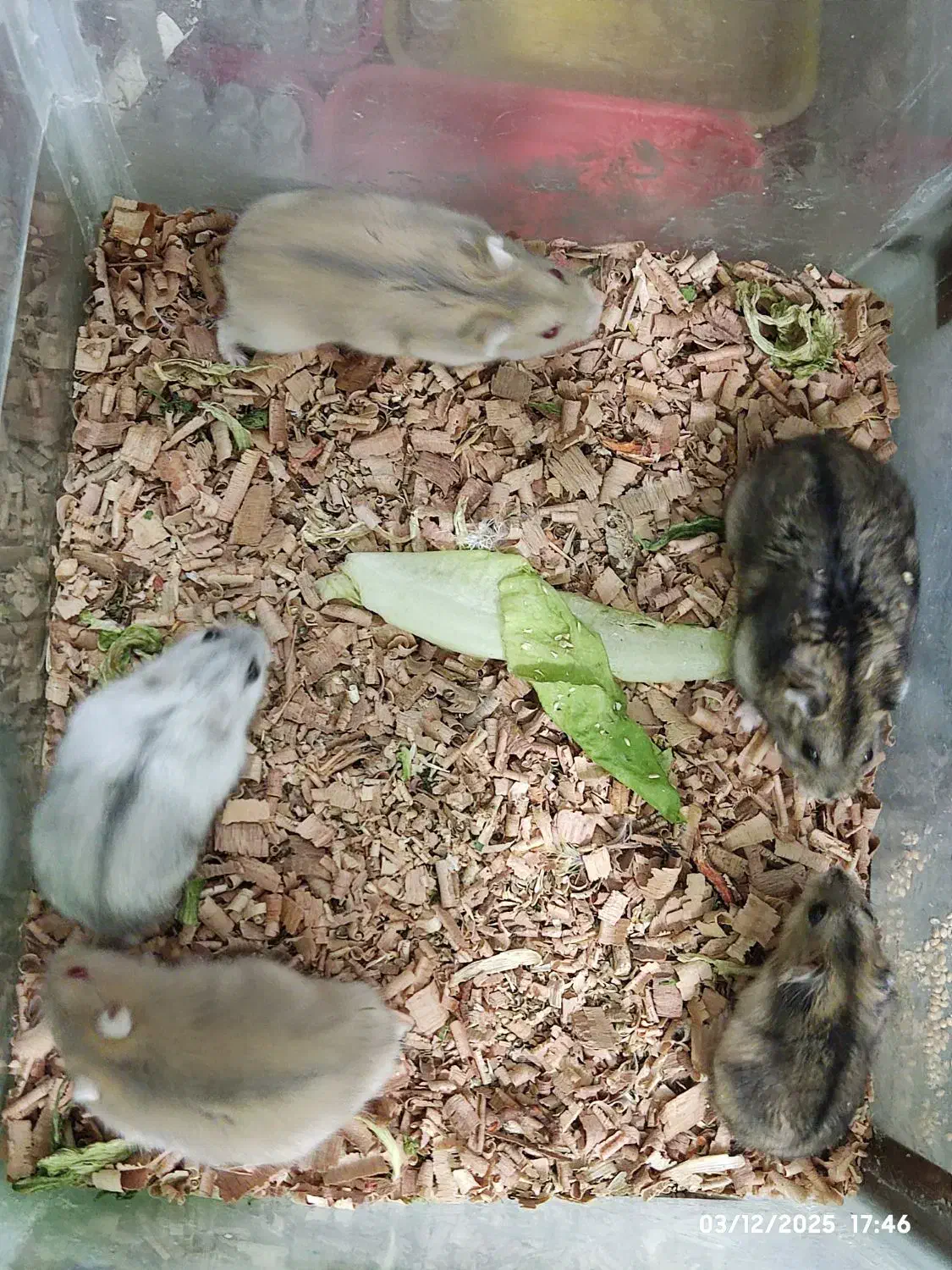 همستر مینیاتوری با پدر و مادر|موش و خرگوش|تهران, شادآباد|دیوار