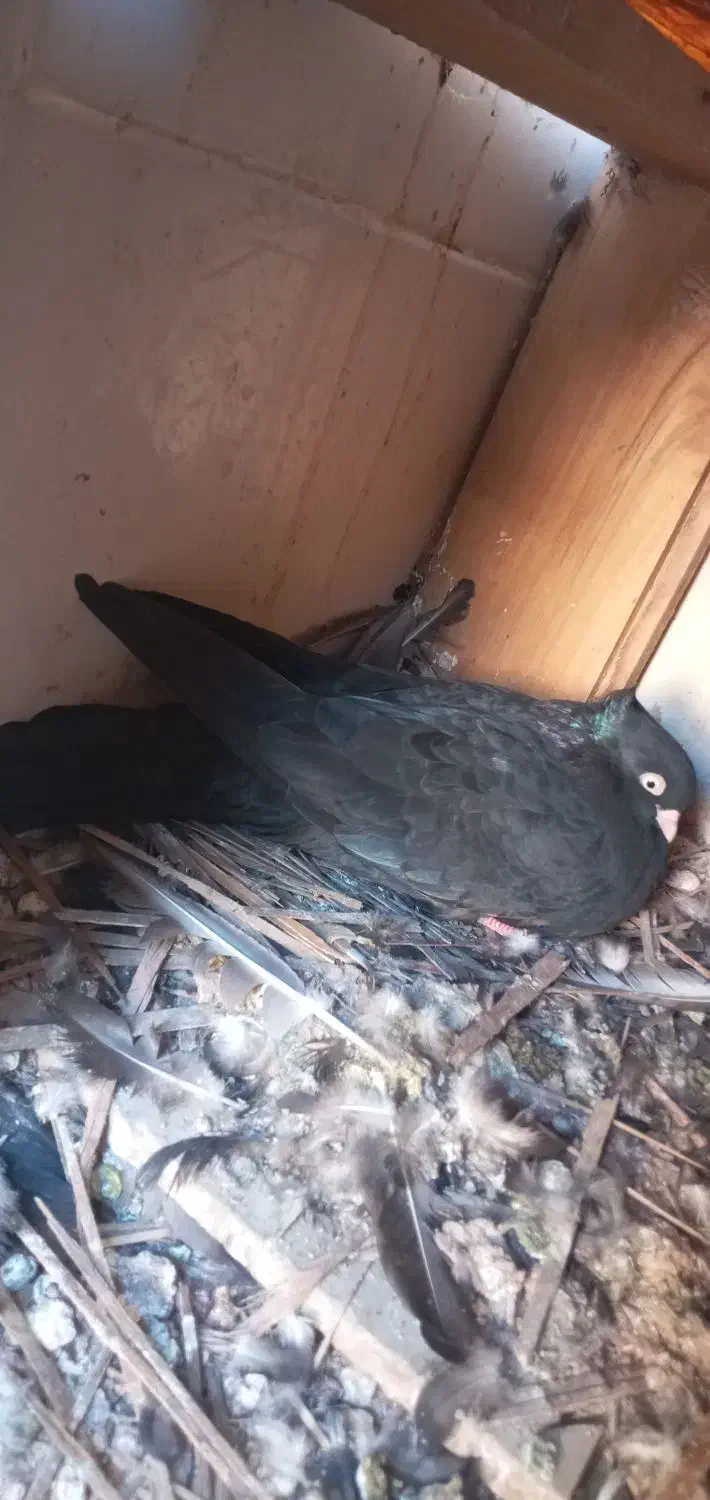 ماده ابادانی|پرنده|کارون, |دیوار