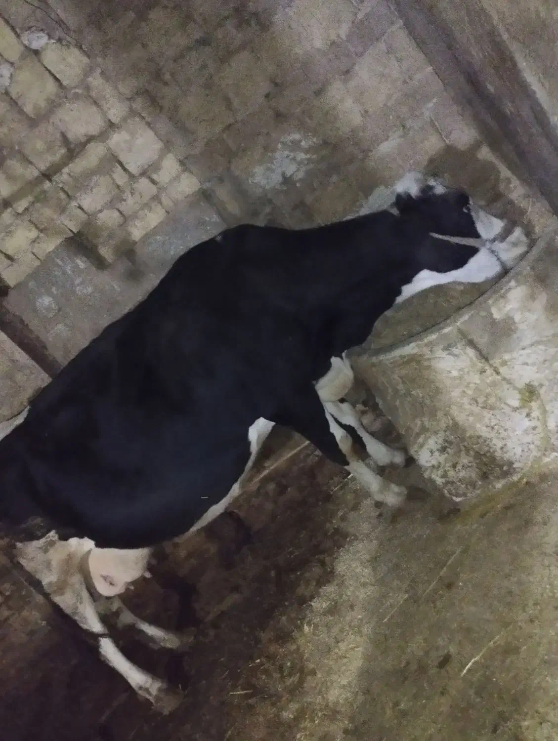 گاو شیری|حیوانات مزرعه|دینور, |دیوار