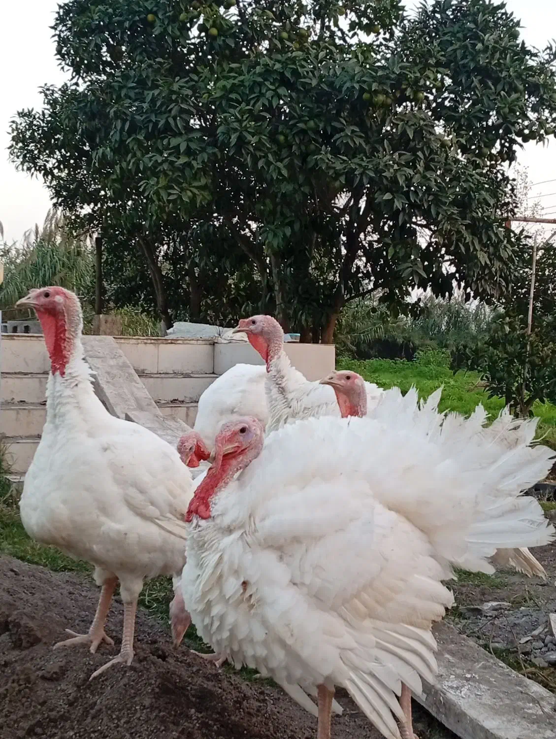 بوقلمون گوشتی|حیوانات مزرعه|کیاشهر, |دیوار