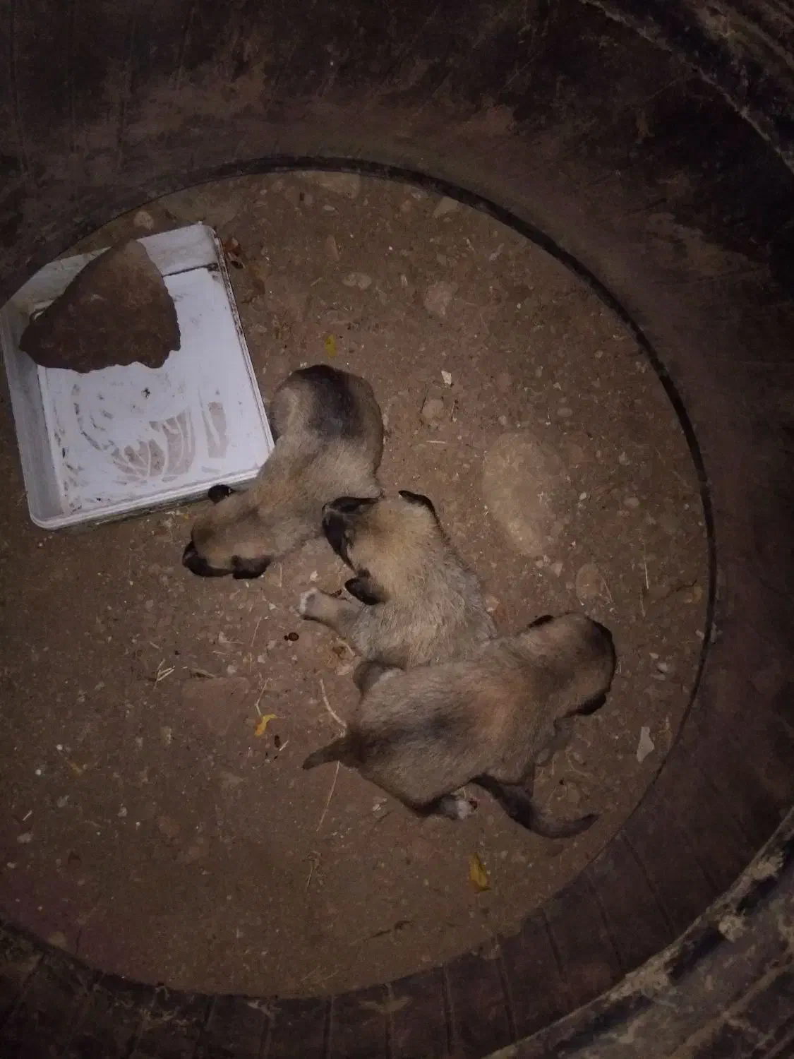 واگذاری سگ سرابی|سگ|توتکابن, |دیوار